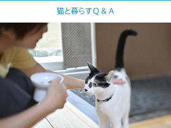 ひとり暮らしwith猫Q&A